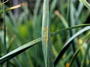 rust-on-grass