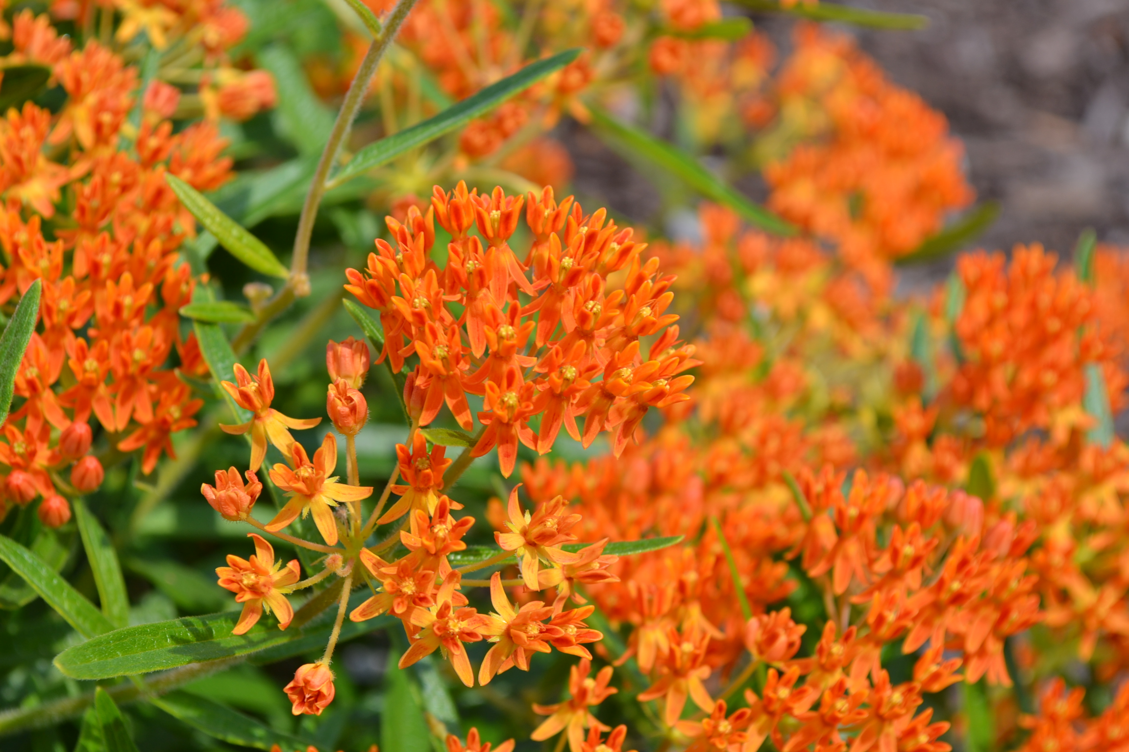 Eco Friendly Tips For Keeping a Drought Tolerant Garden in the Midwest and Southeast Regions of the United States