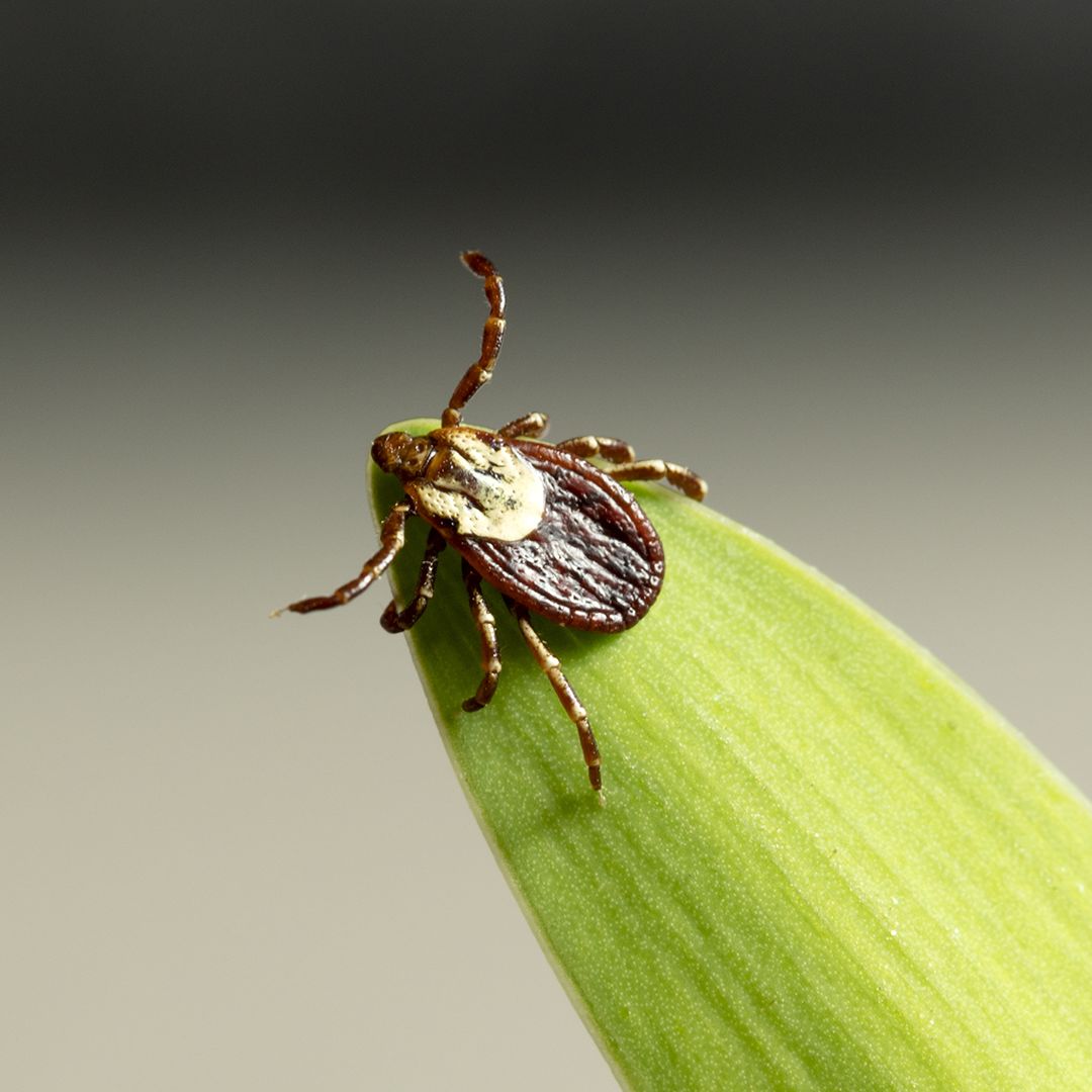 Why It Is So Important to Have Flea and Tick Control for Your Yard…