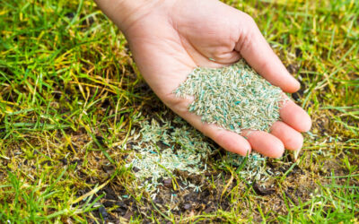 Lawn Tips – When Is The Best Time To Reseed Your Lawn?