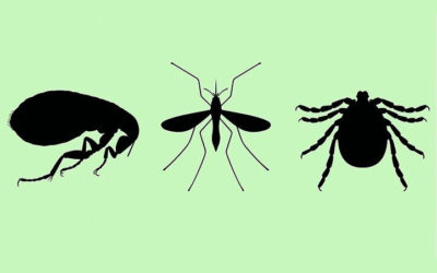 Service and Homemade Remedy Tips To Get Rid of Fleas, Ticks, and Mosquitoes In Your Yard…