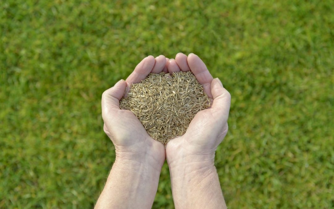 Why Your Lawn Needs Overseeding in the Fall and Spring To Promote New Grass Growth and Prevent Weeds From Spreading…