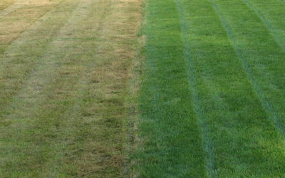 7 Tips To Help You Achieve a Greener, Thicker, And Healthier Lawn…