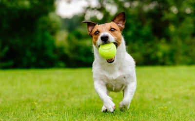 Lawn Care Advice – 5 Pet-Friendly Lawn Care Tips…