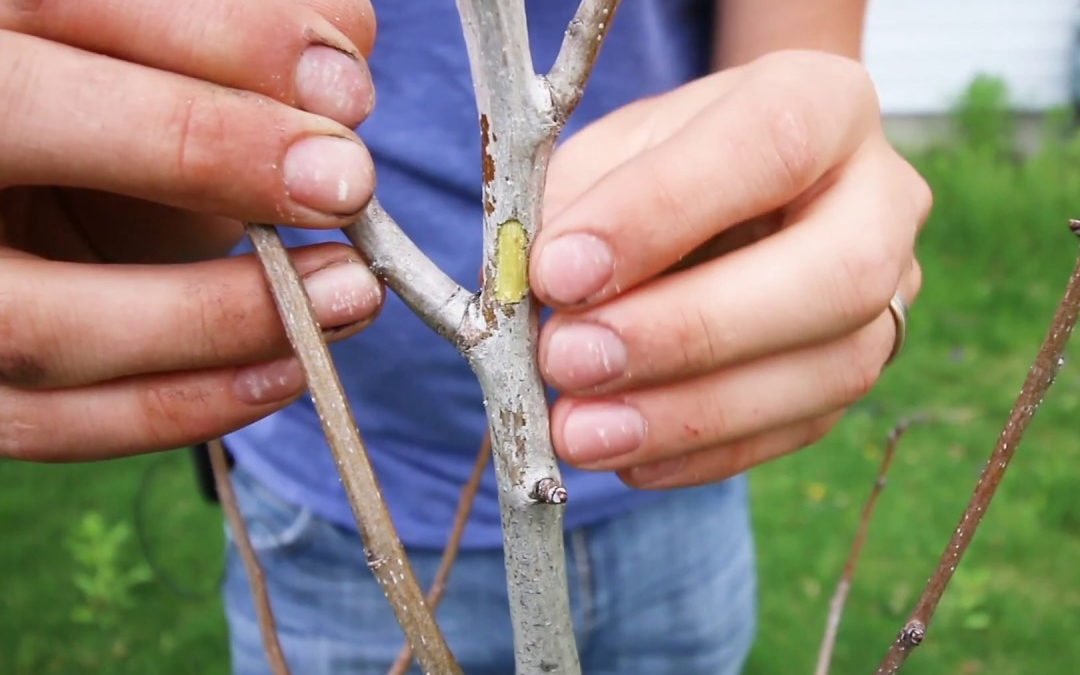 6 Tests To Determine If Your Tree Is Dead Or Dormant…
