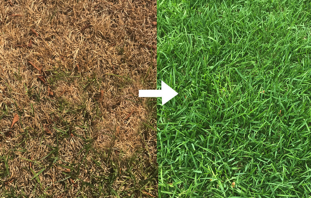 How to Keep Your Lawn Green in Hot Weather…