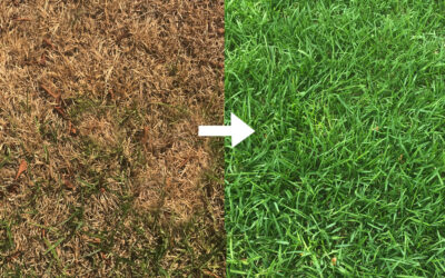 How to Keep Your Lawn Green in Hot Weather…